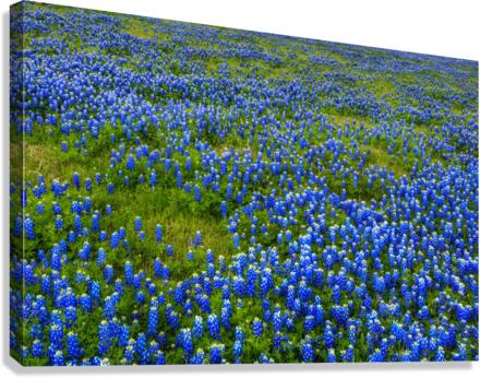 Bluebonnet Meadow Canvas Print