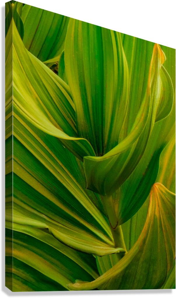 Leaf Patterns Canvas Print