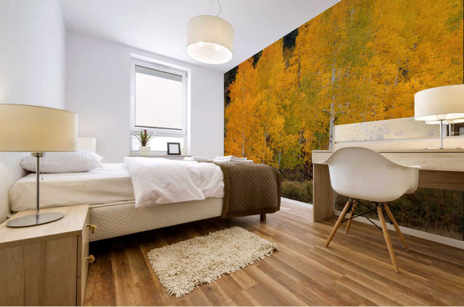 Vivid Aspens 2 Mural print