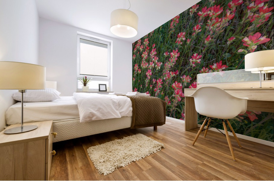 Indian Paintbrush Mural print
