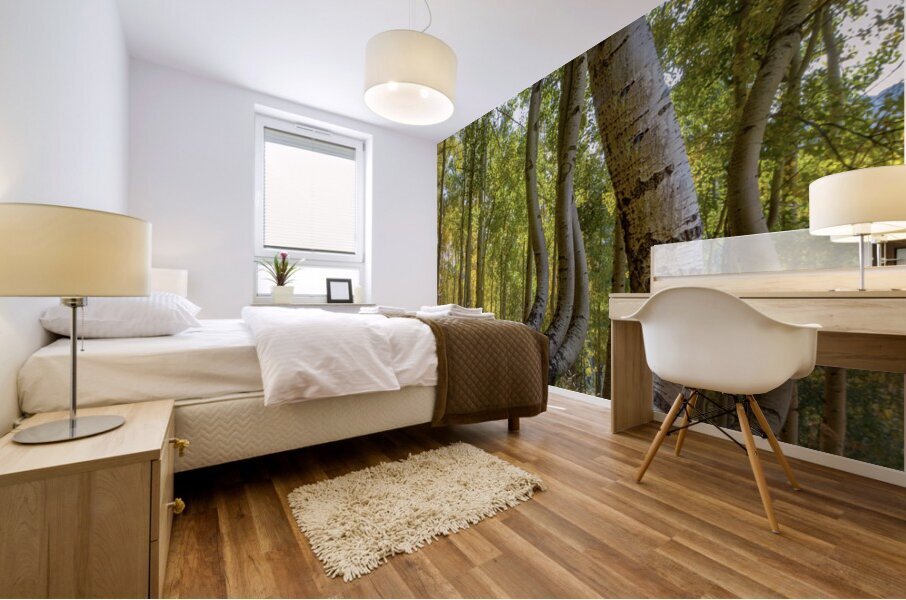 Dancing Aspen Trees Mural print