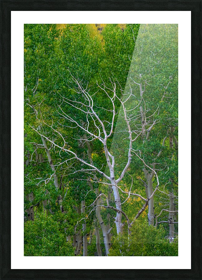 BRANCHING OUT Picture Frame print
