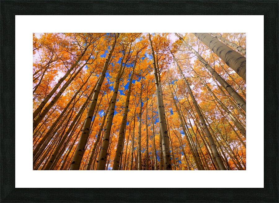 ORANGE GROVE Picture Frame print