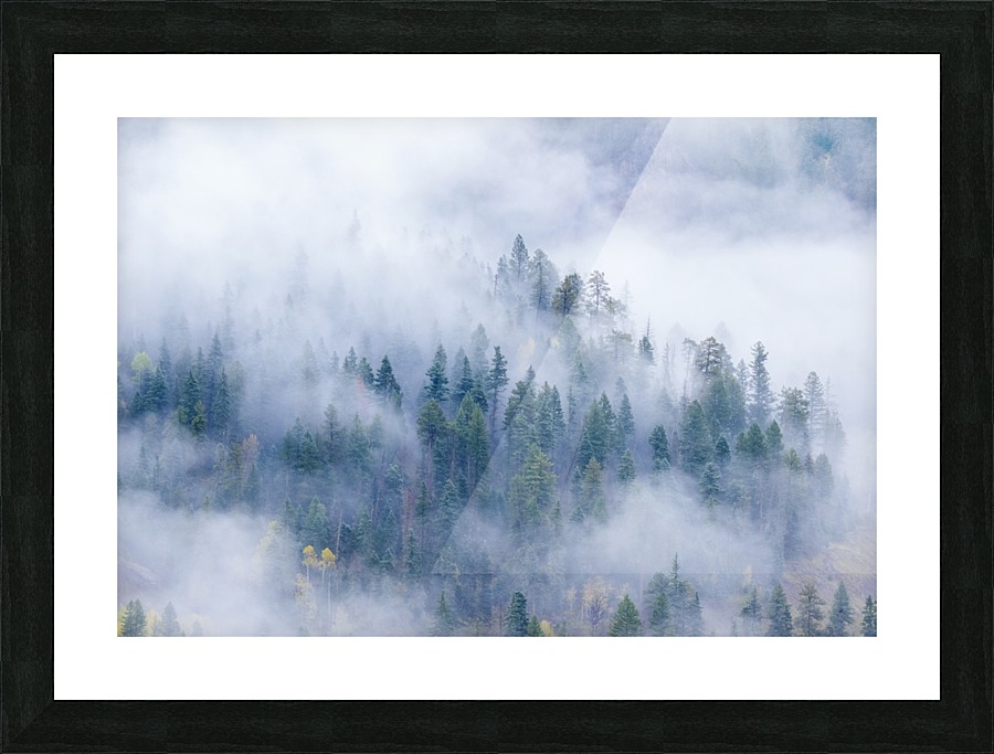 FOREST IN THE CLOUDS Picture Frame print