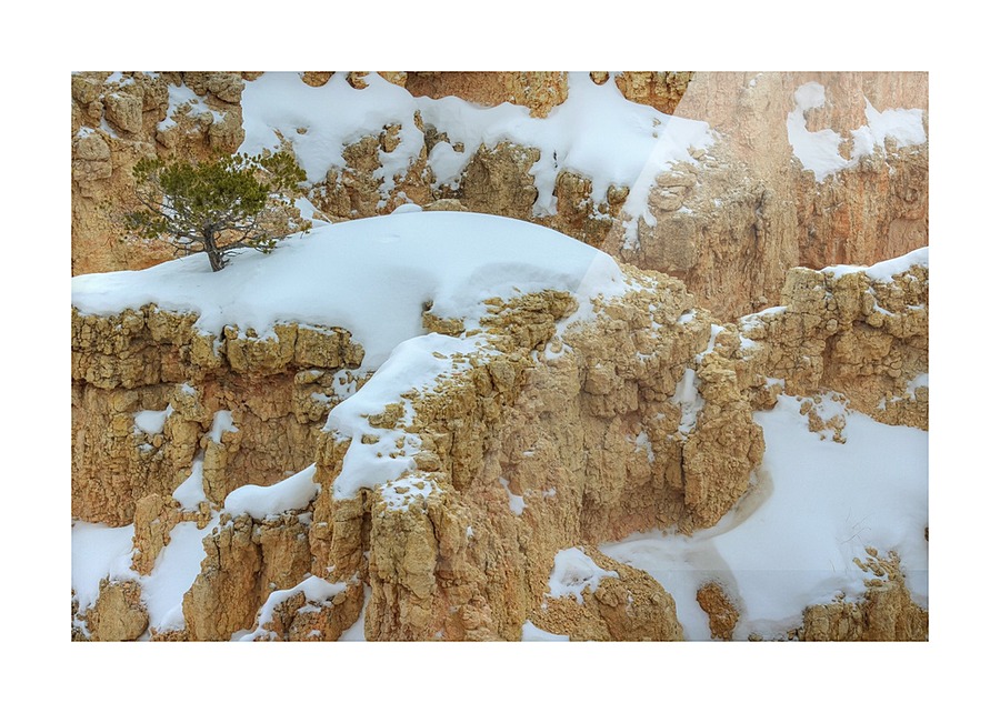 THE LONE TREE Picture Frame print