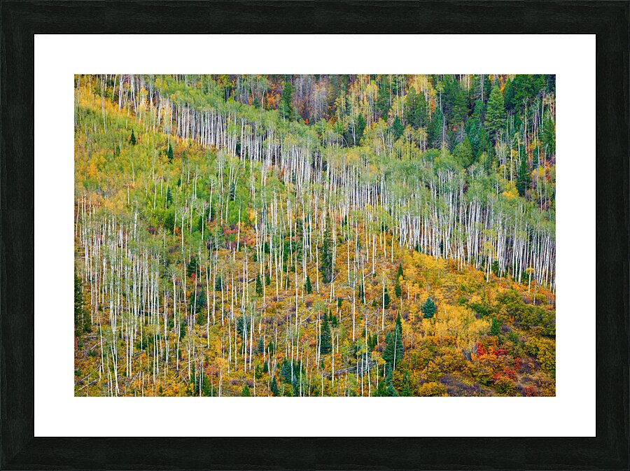 Aspen Forest Picture Frame print