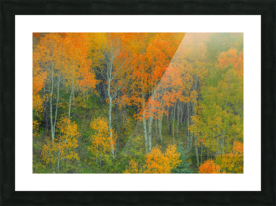 ABOUNDING COLOR  Picture Frame print