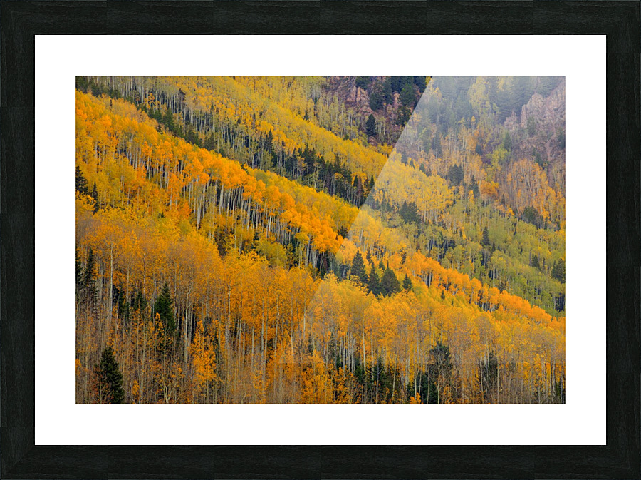 AUTUMN ROWS  Picture Frame print