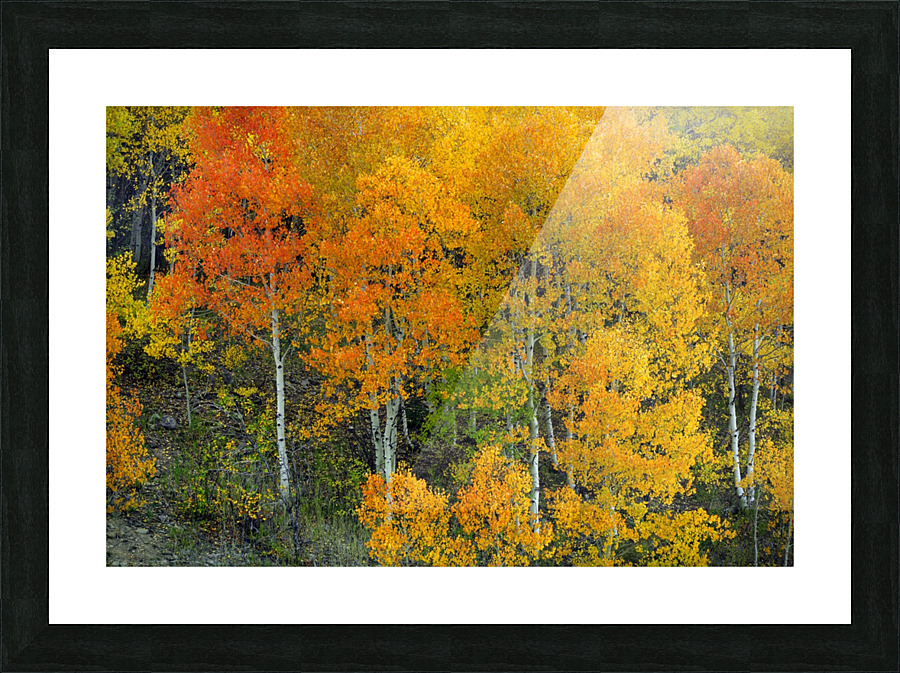 AUTUMN SERENITY  Picture Frame print