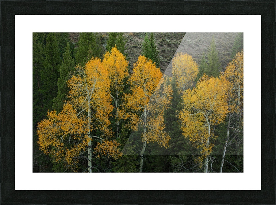 LIGHT IN THE DARKNESS  Picture Frame print