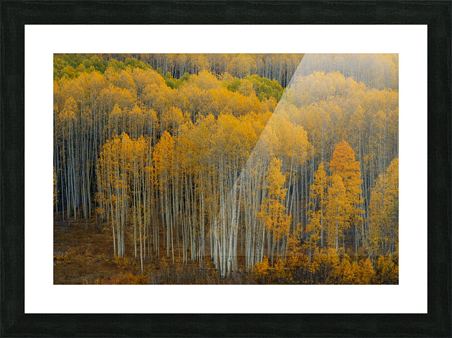 UNITED WE  STAND-HORIZONTAL  Picture Frame print