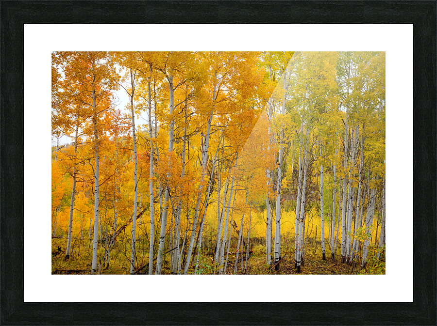 ASPEN GRACE Picture Frame print