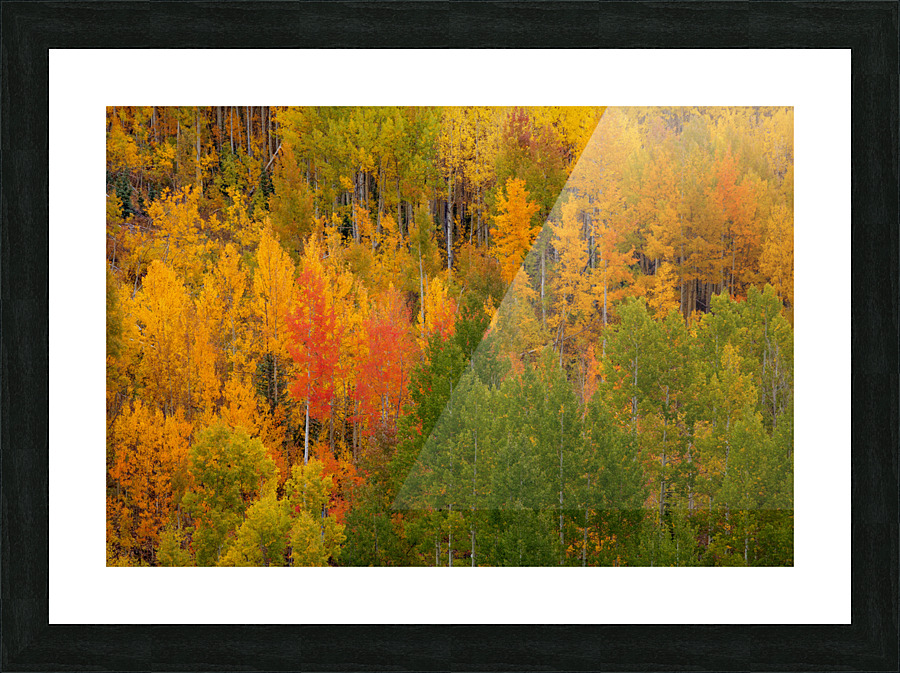 AUTUMN CONTRAST Picture Frame print