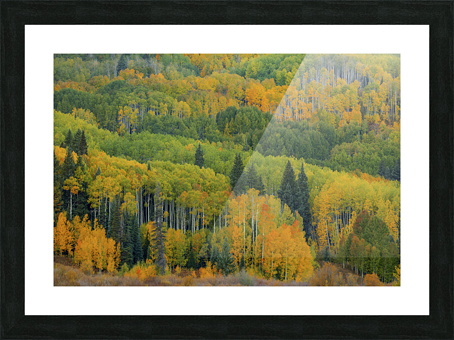 AUTUMN TRANSITION Picture Frame print