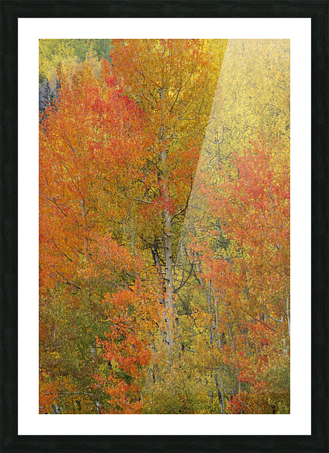 ORANGE FIRE Picture Frame print