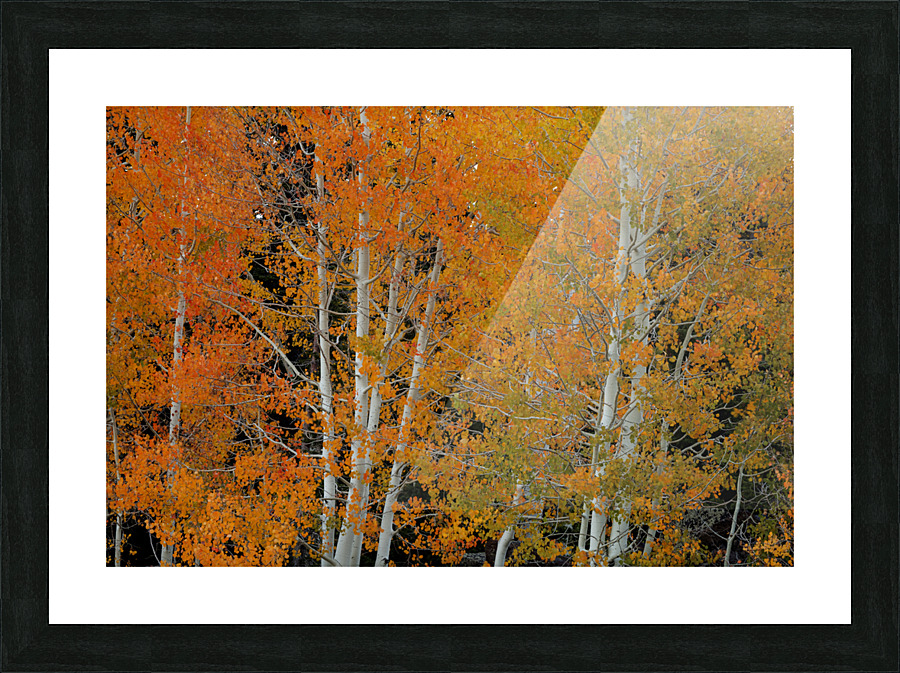 RED ORANGE DELIGHT 2 Picture Frame print