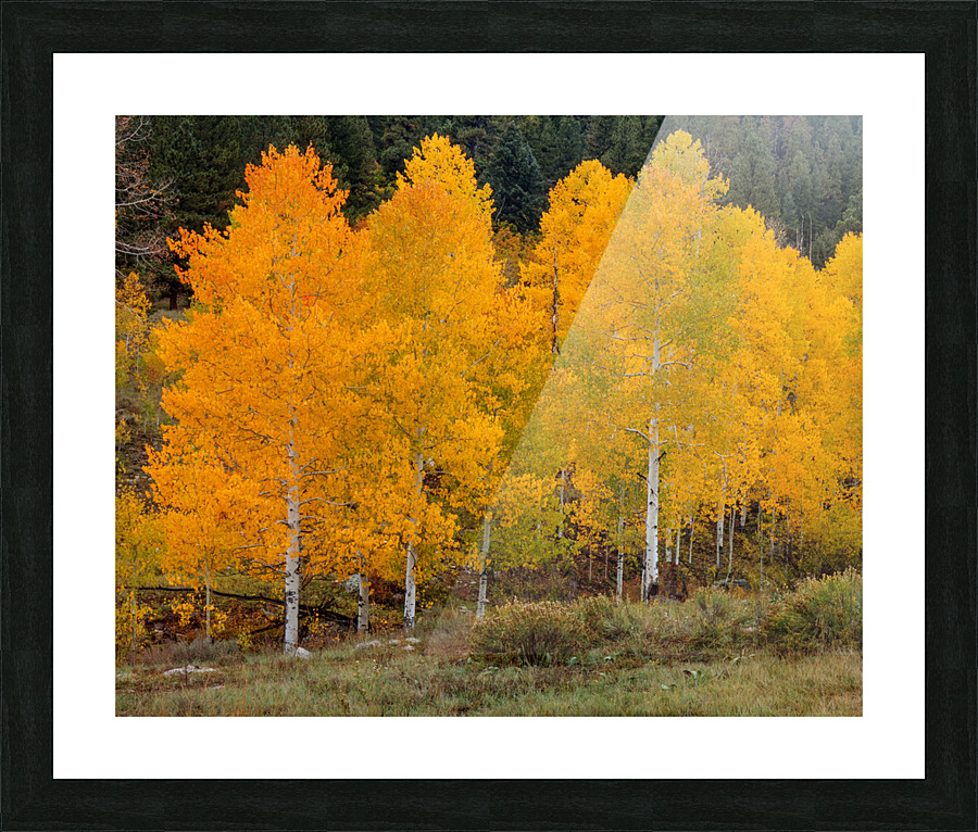 Vivid Aspens 2 Picture Frame print