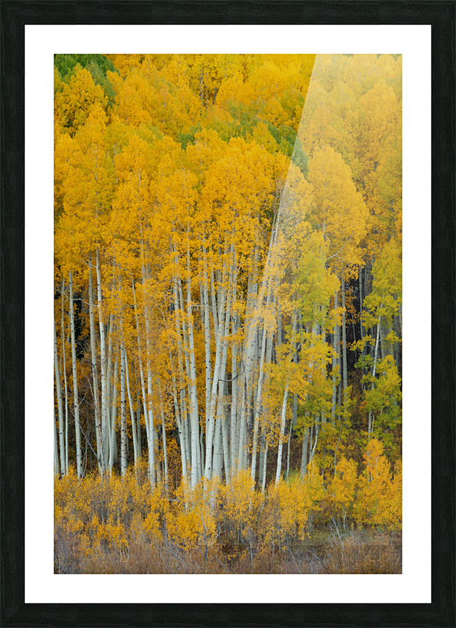 United We Stand 3 Picture Frame print