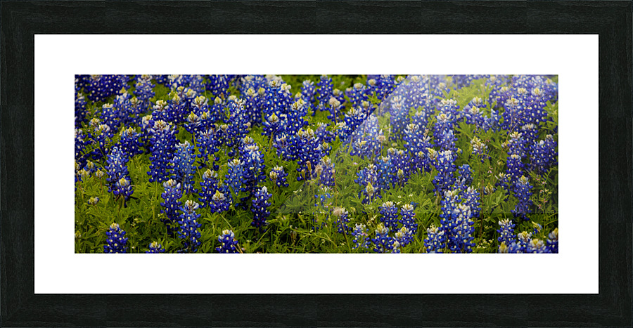 Bluebonnets   Pano Picture Frame print