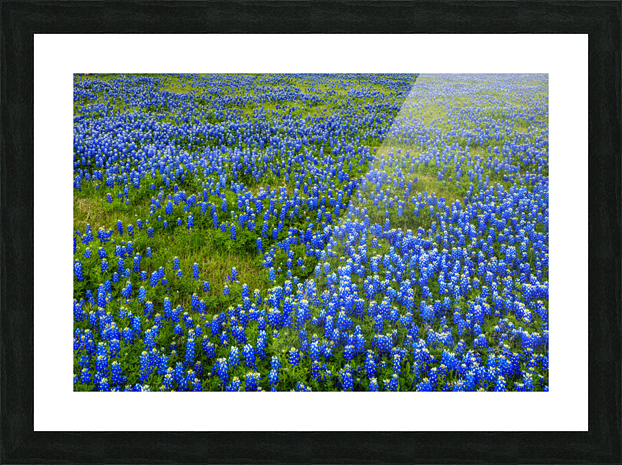 Bluebonnet Meadow Picture Frame print