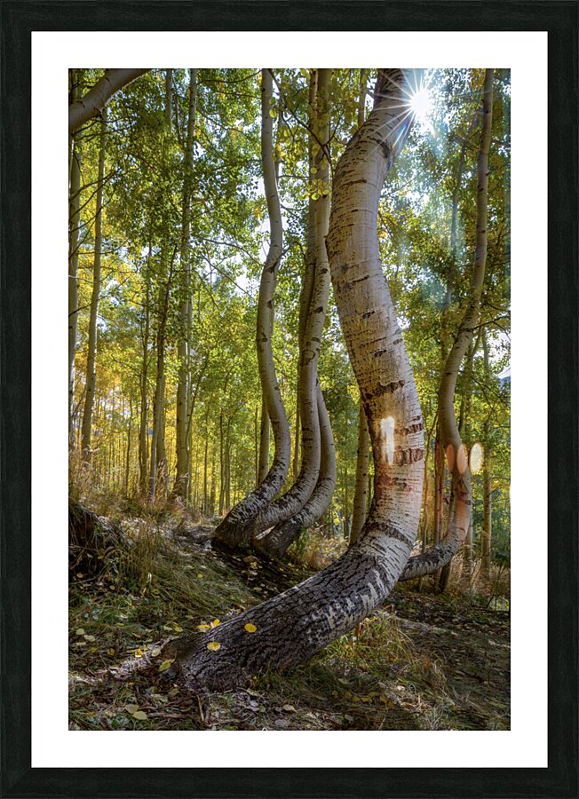 Dancing Aspen Trees Picture Frame print