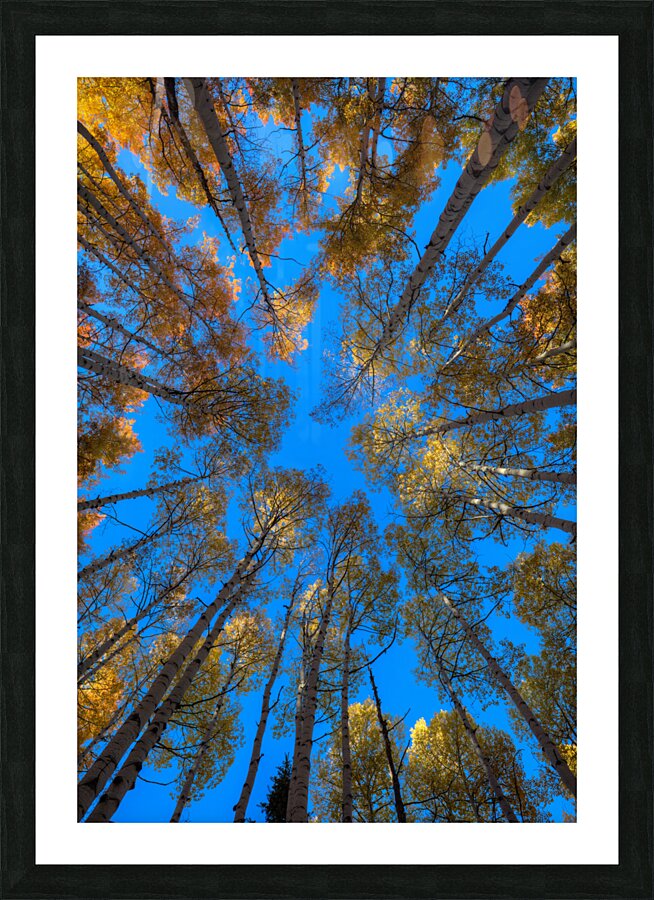 Fiery Aspens Picture Frame print