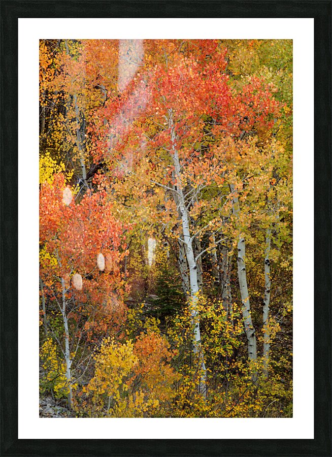 Red Orange Tree Picture Frame print
