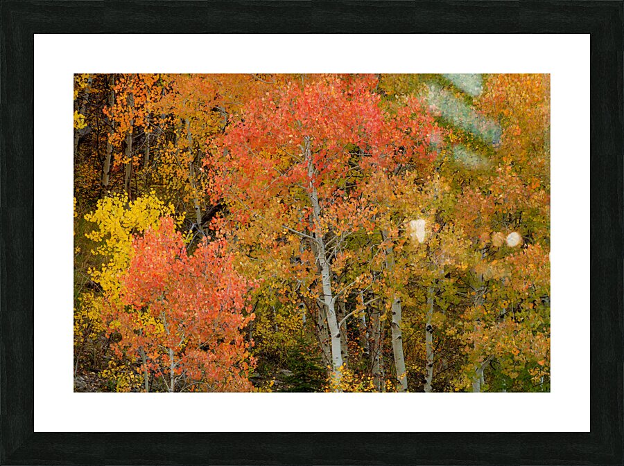 Red Orange Magic Picture Frame print
