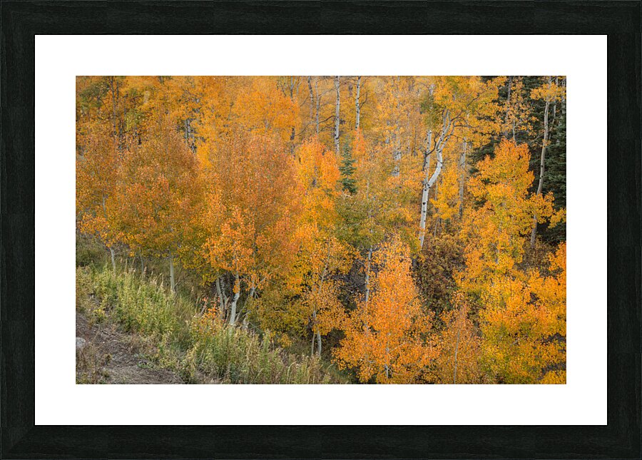 Sudden Color Picture Frame print