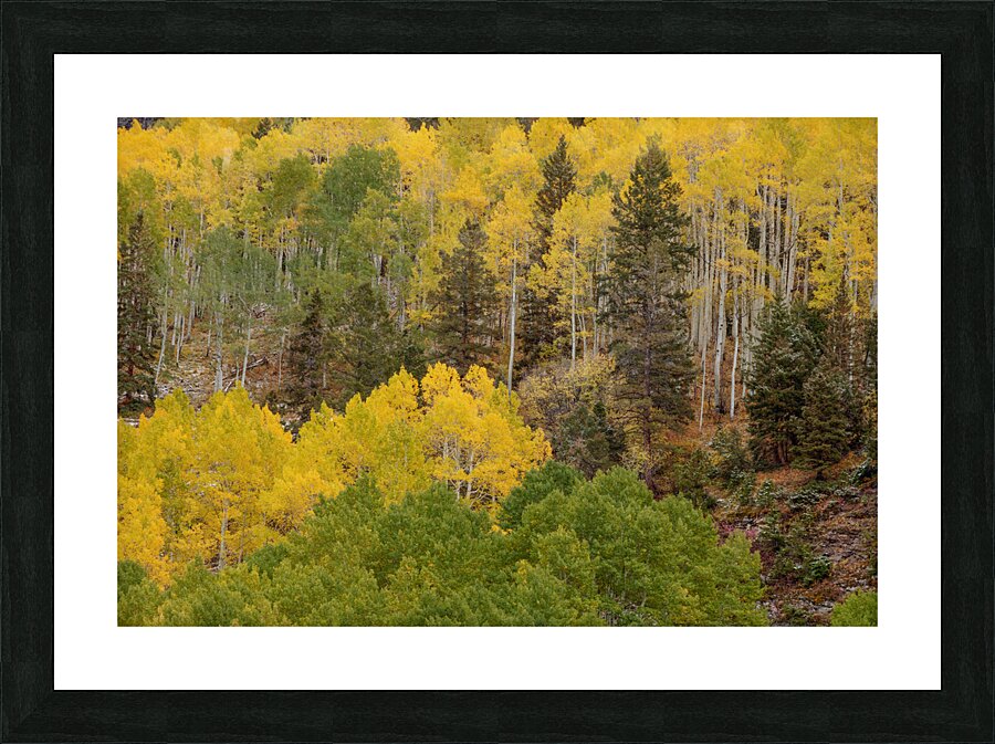 Busting Out With Color Picture Frame print