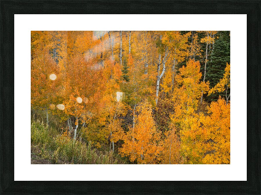 Orange Picture Frame print