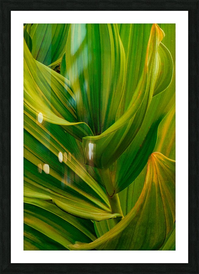 Leaf Patterns Picture Frame print