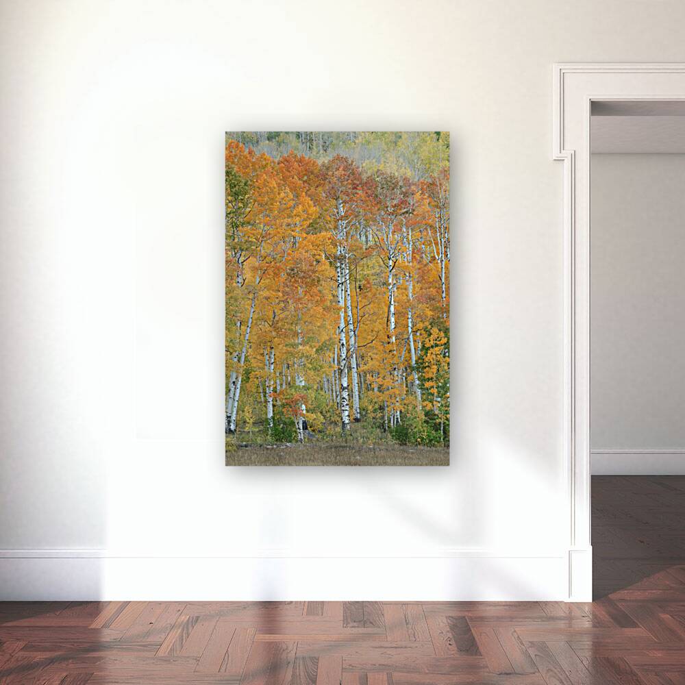 Aspen Glory Reproduction