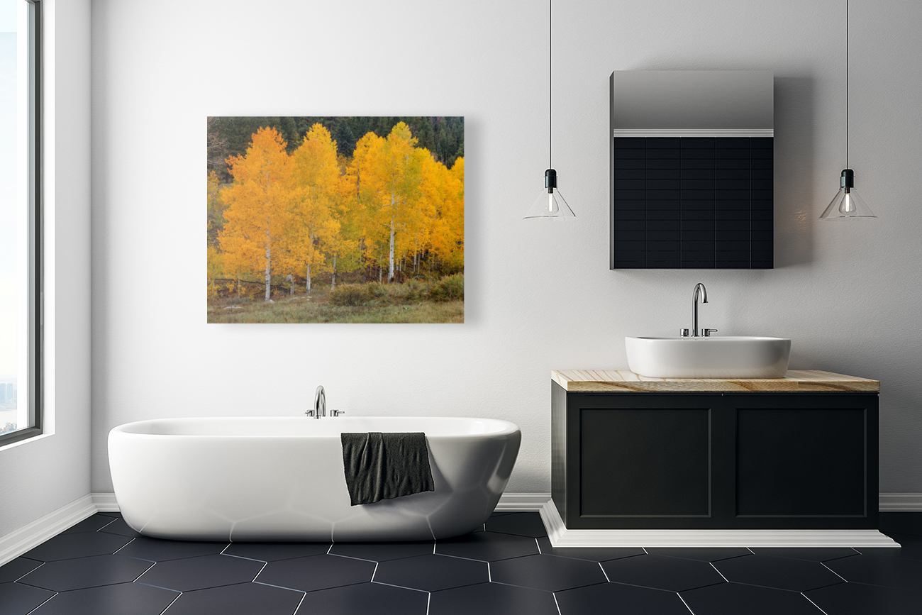 Vivid Aspens 2 Reproduction