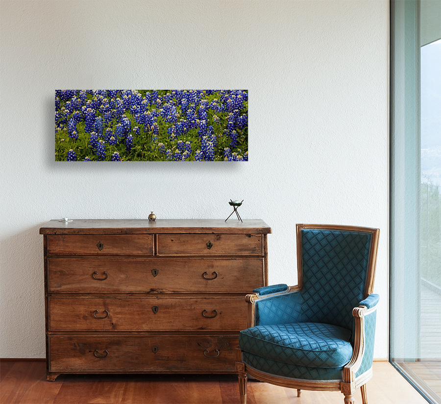Bluebonnets   Pano Reproduction
