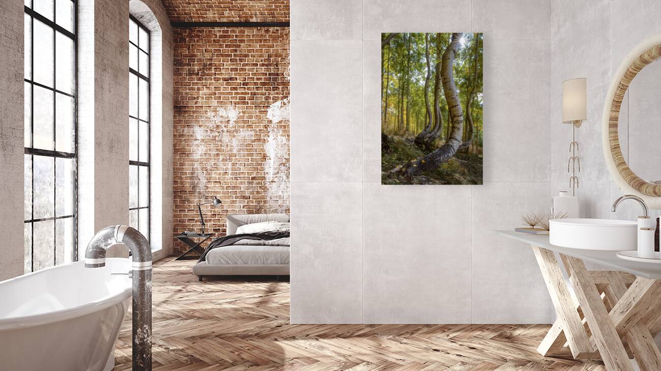 Dancing Aspen Trees Reproduction