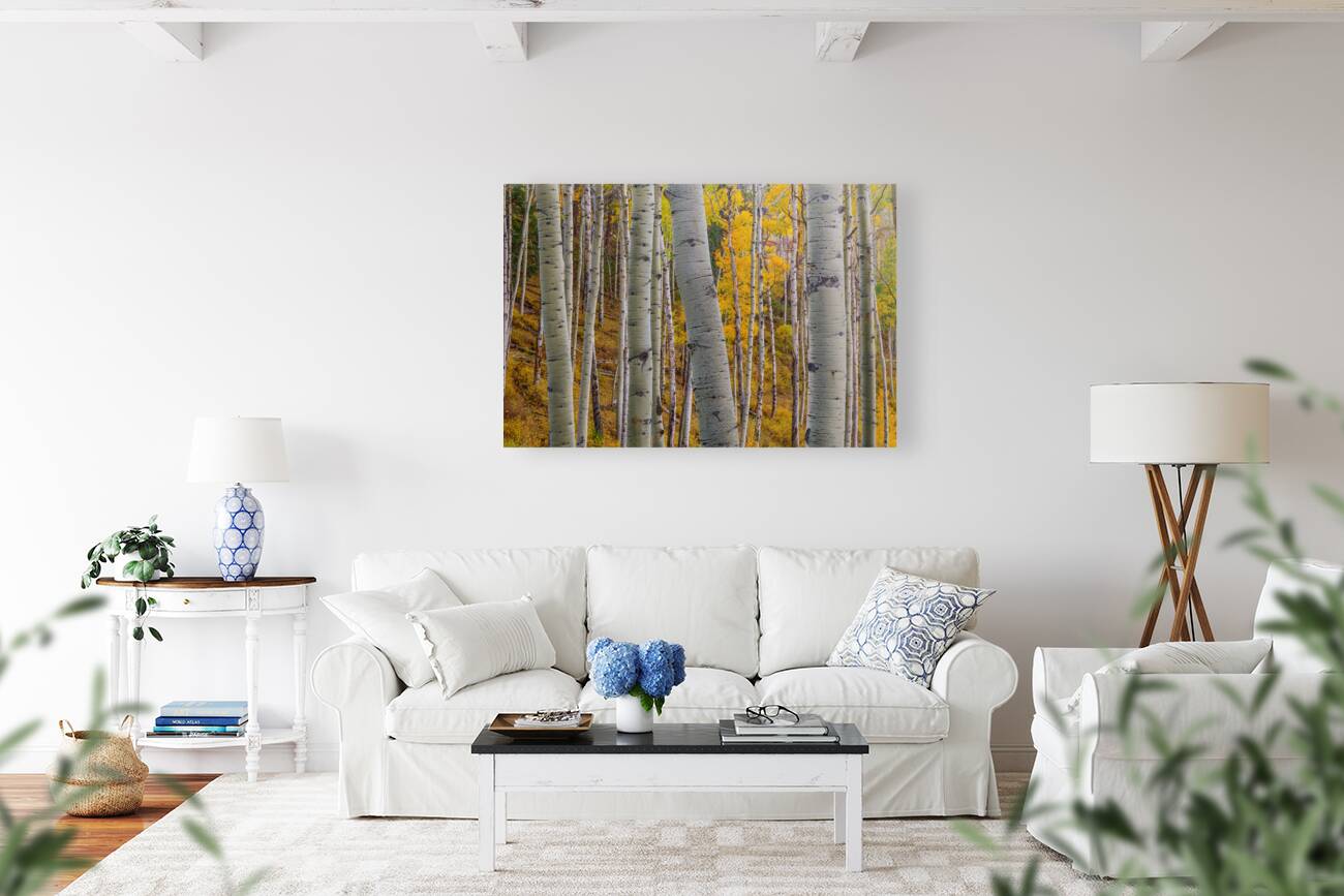 Aspen Trunks 1 Reproduction