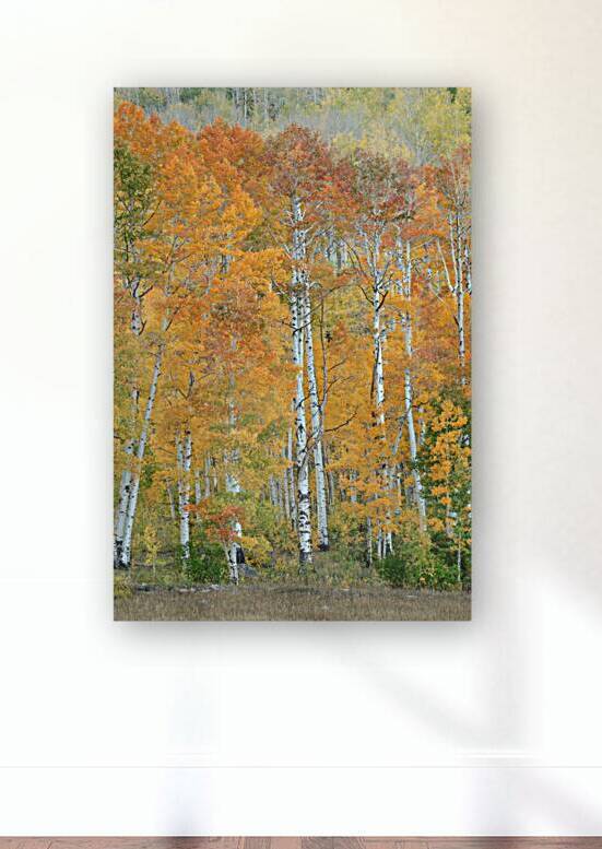 Aspen Glory Reproduction
