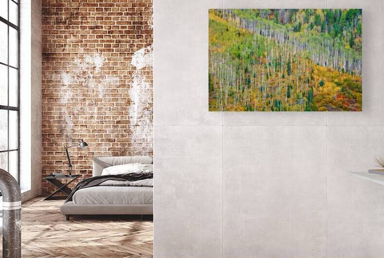 Aspen Forest Reproduction