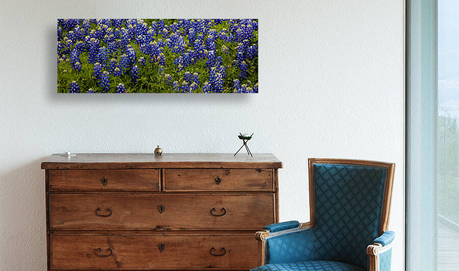 Bluebonnets   Pano Reproduction