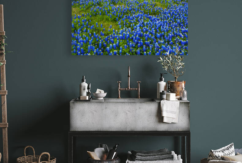 Bluebonnet Meadow Reproduction