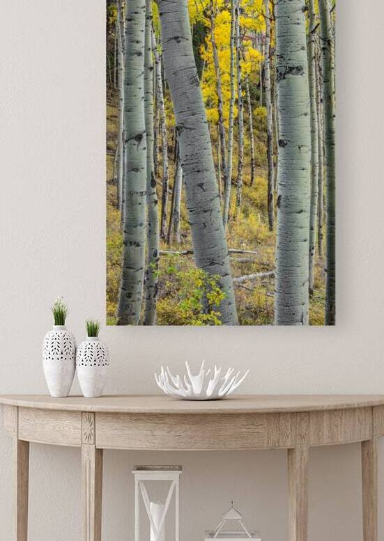 Aspen Trunks 2 Reproduction
