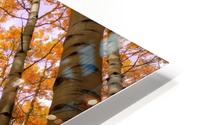 ORANGE GROVE HD Metal print