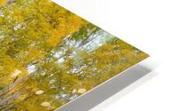 ASPEN GRACE HD Metal print