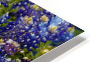 Bluebonnets   Pano HD Metal print