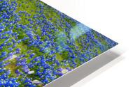 Bluebonnet Meadow HD Metal print