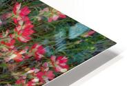 Indian Paintbrush HD Metal print