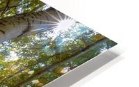 Dancing Aspen Trees HD Metal print
