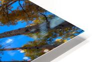 Fiery Aspens HD Metal print
