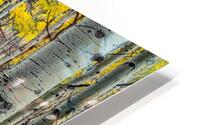 Aspen Trunks 2 HD Metal print